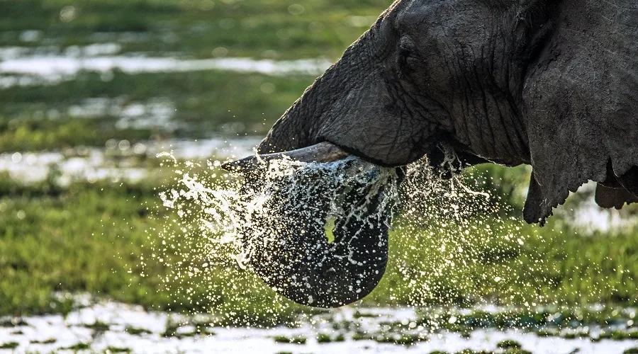 Wildlife in the Ngorongoro Crater, Tanzania