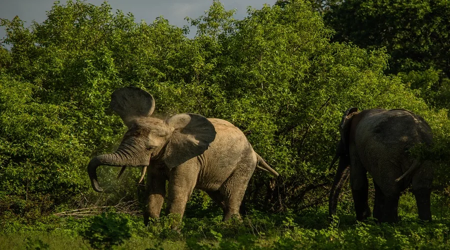 Tanzania safari wildlife and landscape
