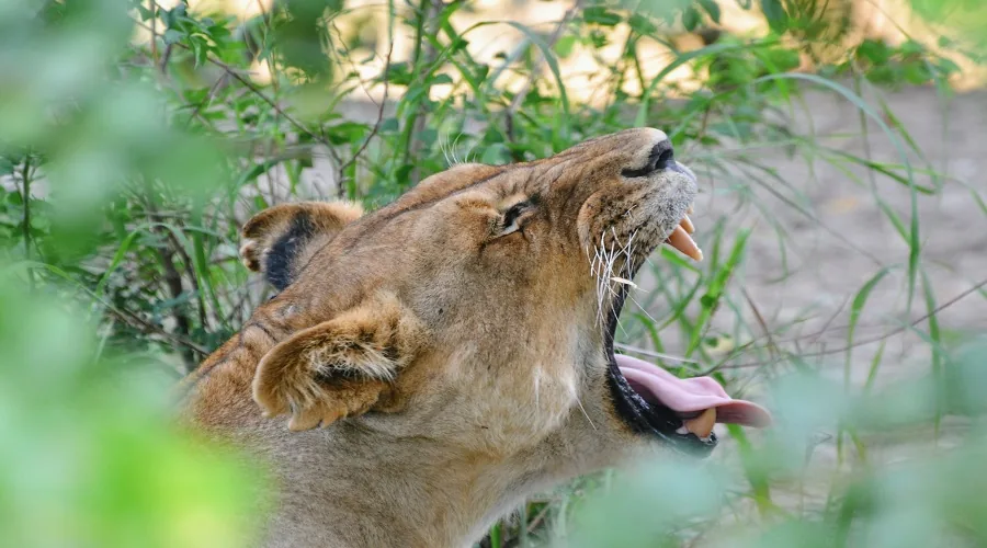 Tanzania safari wildlife and landscape