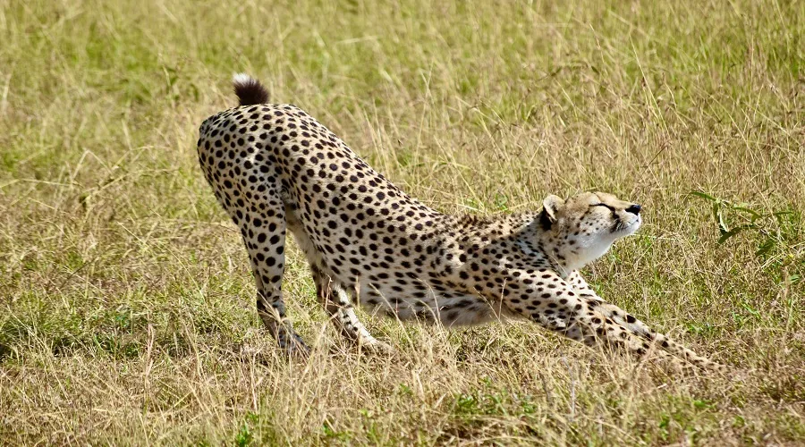 Tanzania safari wildlife and landscape