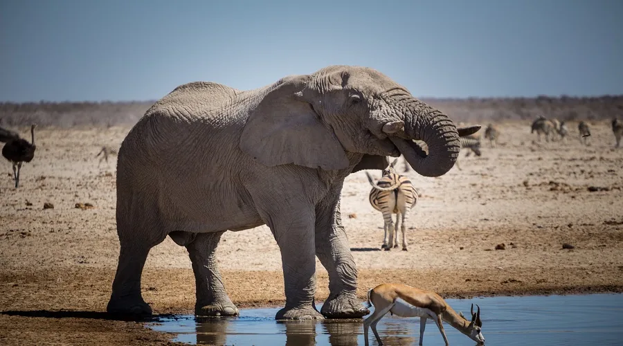 Elephants and wildlife in Tarangire National Park