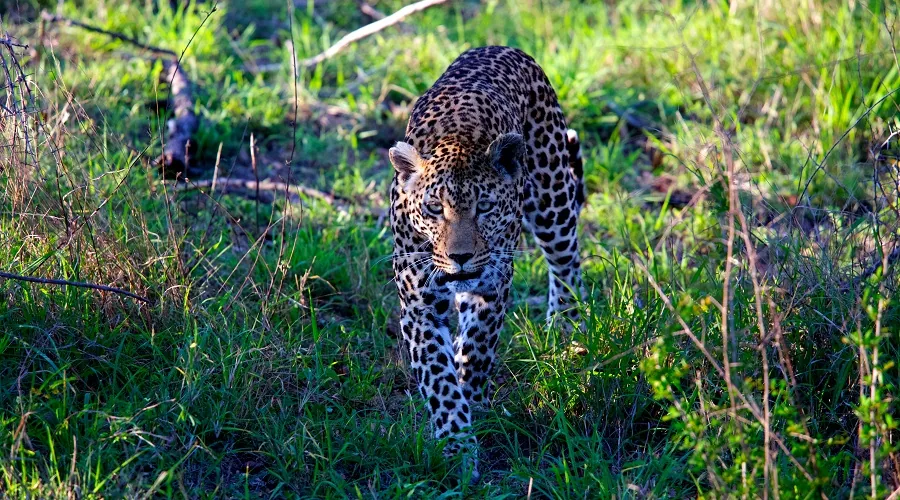 Elephants and wildlife in Tarangire National Park