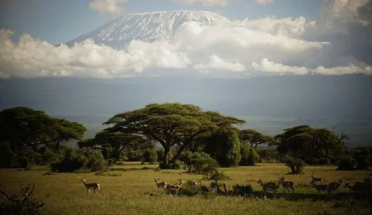 Antelope grazing on the plains below snow-capped Kilimanjaro
