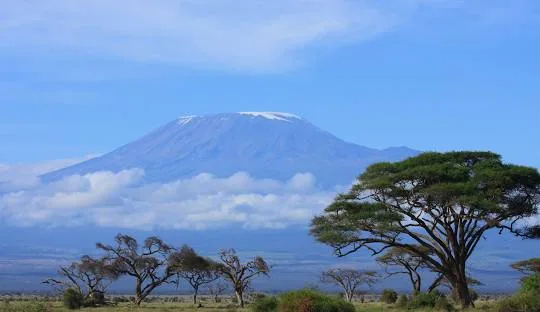 Kilimanjaro's snowy summit rising behind acacia trees
